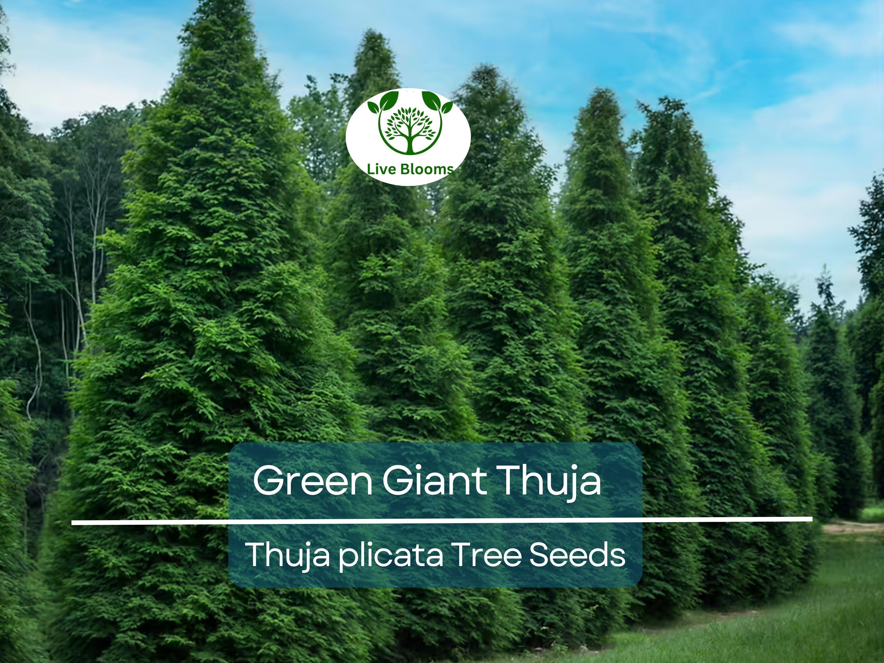 30 Green Giant Thuja Seeds (Thuja plicata) | Arborvitae Cedar Tree | Fast-Growing, Privacy Hedge, Evergreen Tree for Landscaping
