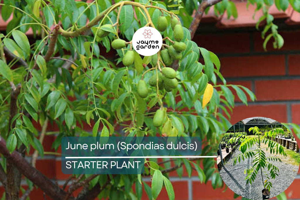June Plum Tree (Spondias dulcis) 3’-4’ Tall | Tropical Fruit Tree with Flowers Ready to Bear Fruit