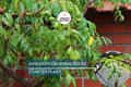 June Plum Tree (Spondias dulcis) 3’-4’ Tall | Tropical Fruit Tree with Flowers Ready to Bear Fruit