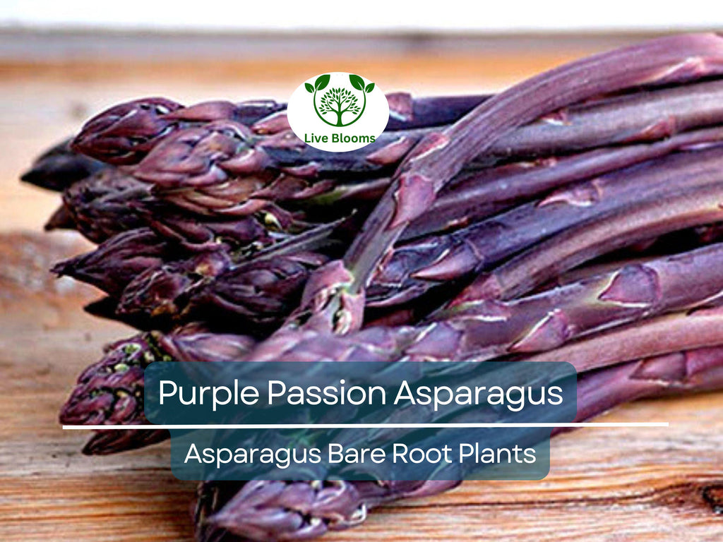 10 Purple Passion Asparagus Crowns – 2-Year Bare Root Plants – Sweet, Tender, Vibrant Spears – Perennial Vegetable for Garden