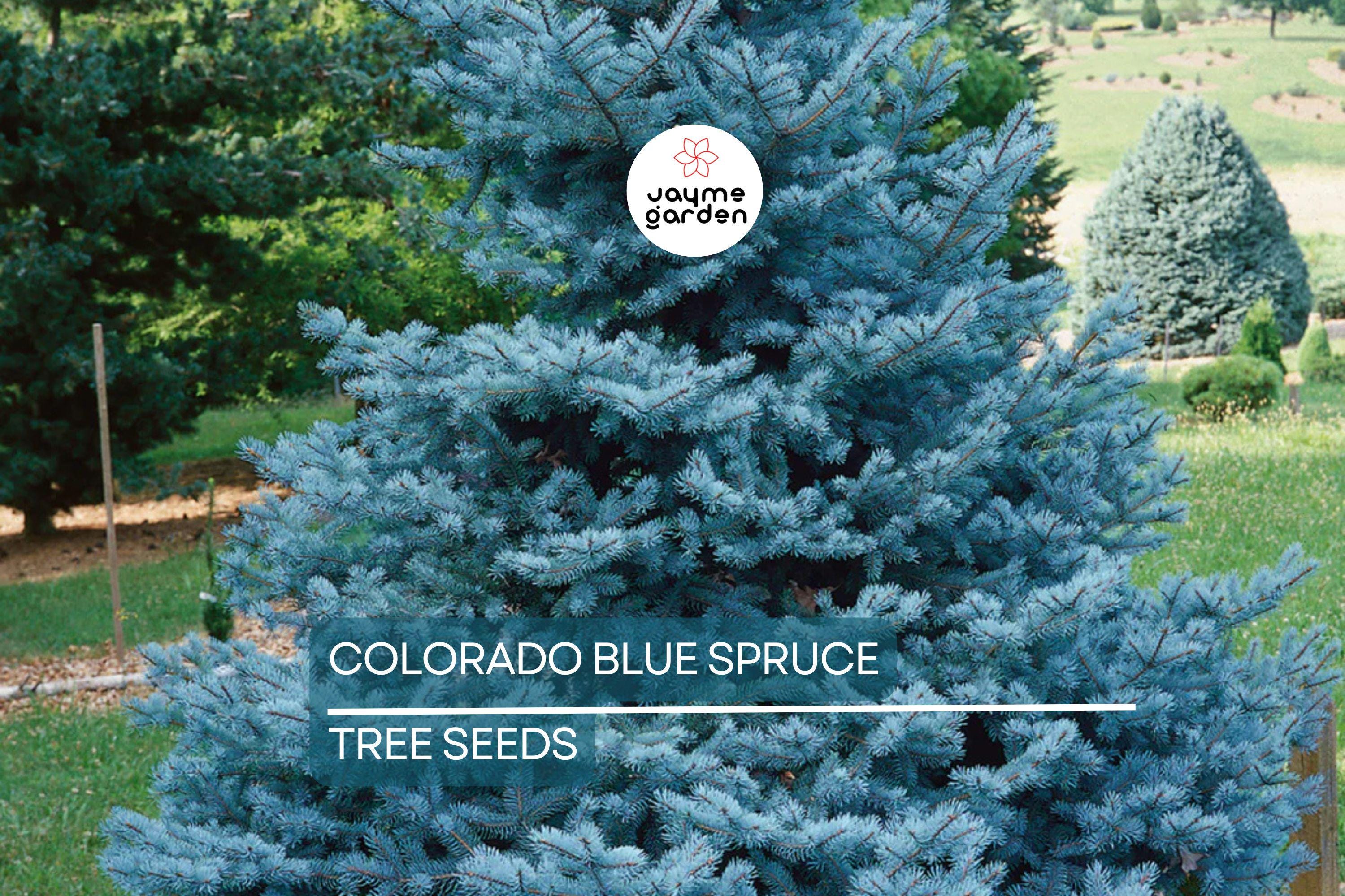 20 Colorado Blue Spruce Seeds (Picea pungens) – Cold Hardy Evergreen, Bonsai Potential, 115ft Mature Height