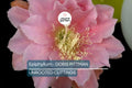 Epiphyllum 'Doris Pittman' | Unrooted Orchid Cactus Cutting (4-8") | Large Pink-Orange Blooms | Rare Variety