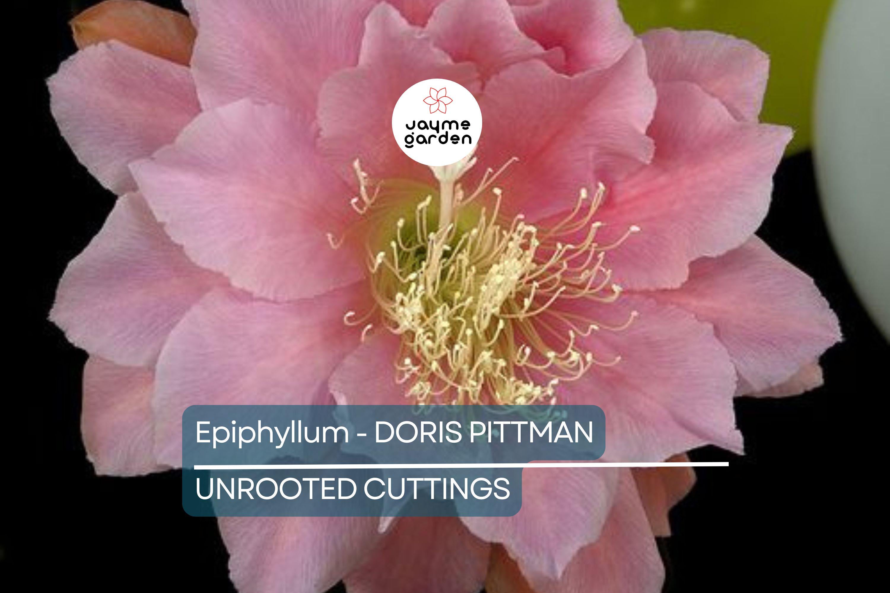 Epiphyllum 'Doris Pittman' | Unrooted Orchid Cactus Cutting (4-8") | Large Pink-Orange Blooms | Rare Variety