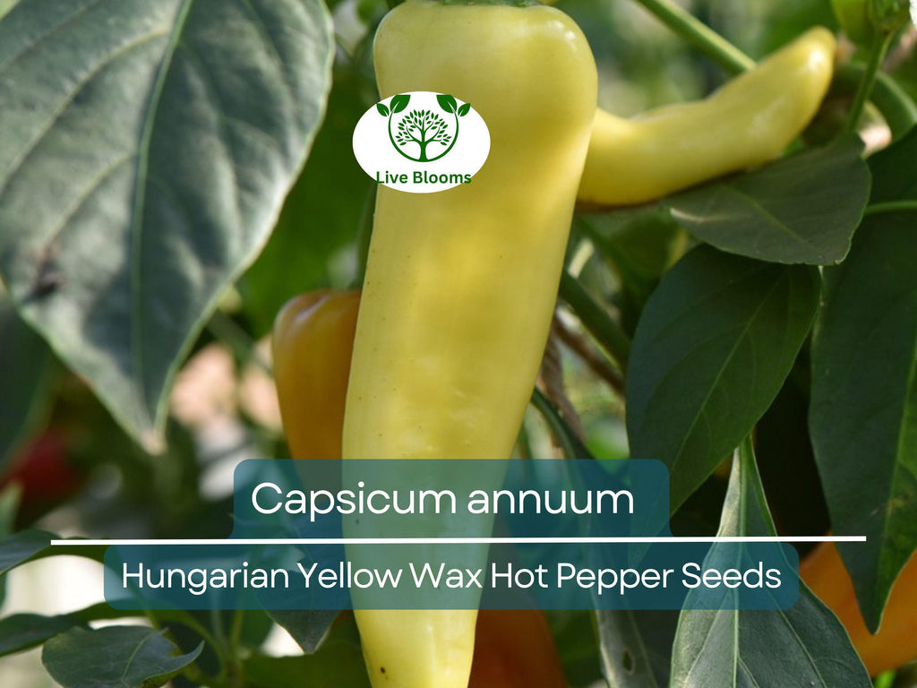 30 Seeds Hungarian Yellow Wax Hot Pepper – Capsicum annuum | Heirloom Pepper for Planting, Gardening & Spicy Harvests