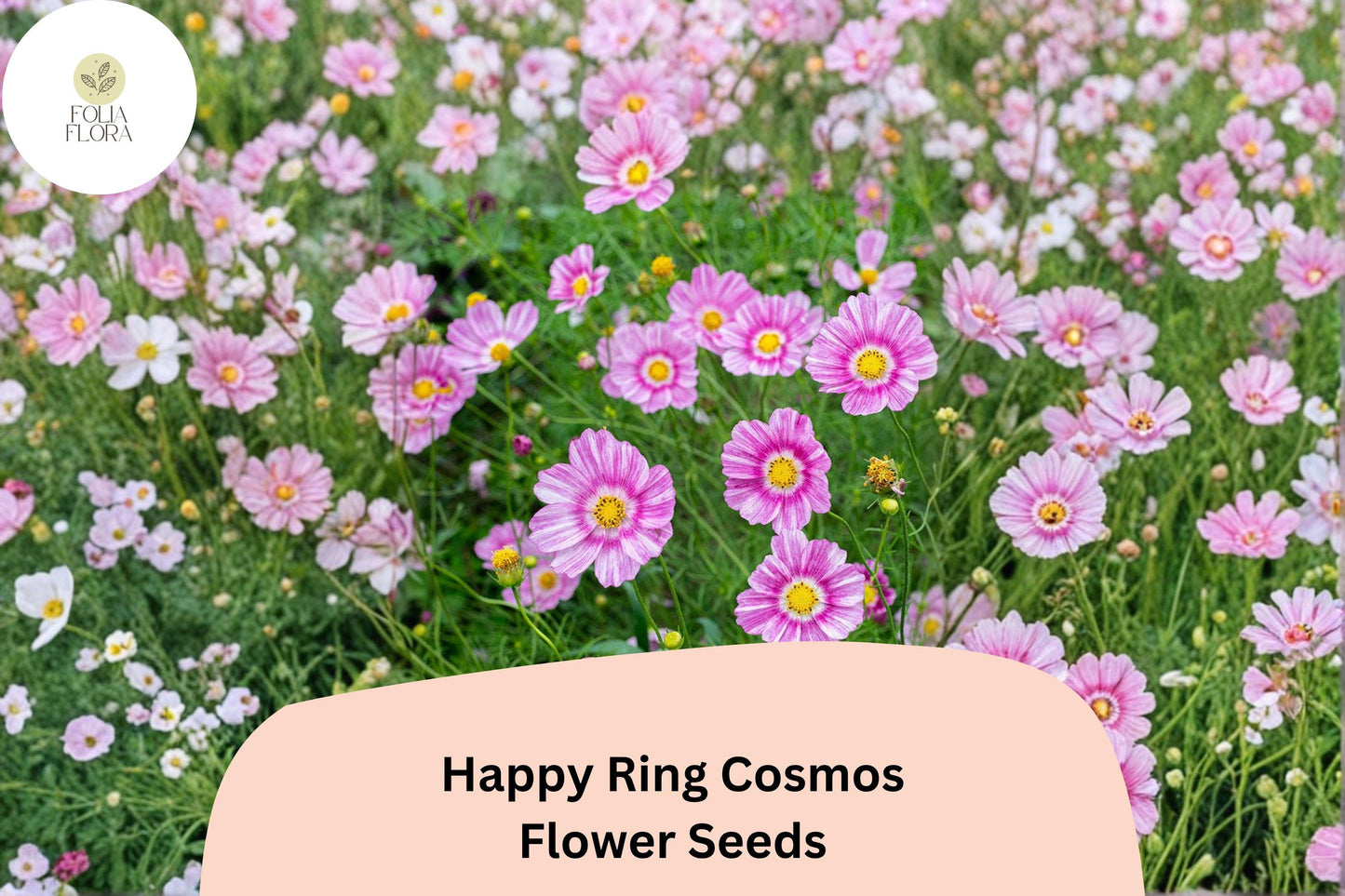200+ Happy Ring Cosmos Seeds | Cosmos Bipinnatus Bicolor Pink White Blooms | Garden & Pollinator Flower Seeds