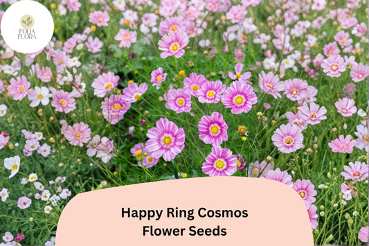 200+ Happy Ring Cosmos Seeds | Cosmos Bipinnatus Bicolor Pink White Blooms | Garden & Pollinator Flower Seeds