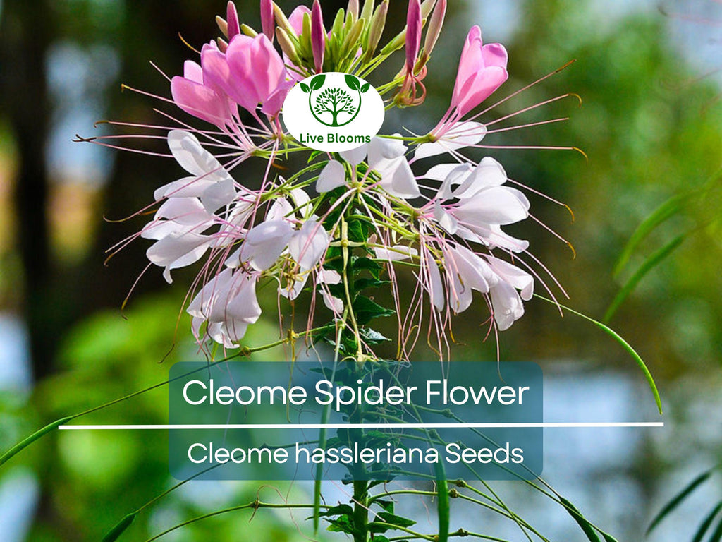 300 Cleome Spider Flower Seeds – White, Pink, Purple Wildflower | (Cleome hassleriana) Bee-Friendly Bush, Fast-Growing Garden Plant
