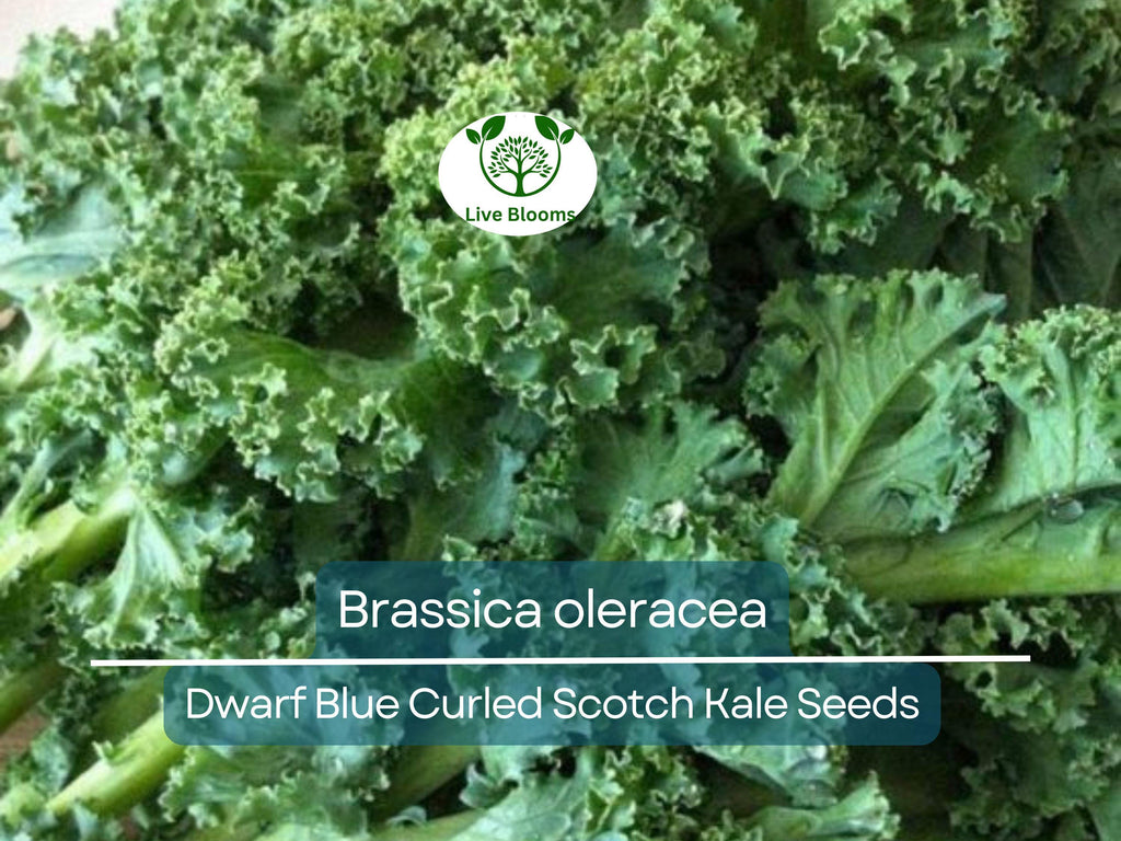 350 Dwarf Blue Curled Scotch Kale Seeds – Brassica oleracea Fresh, Nutritious Kale for Planting, Easy to Grow, Perfect for Salads & Cooking