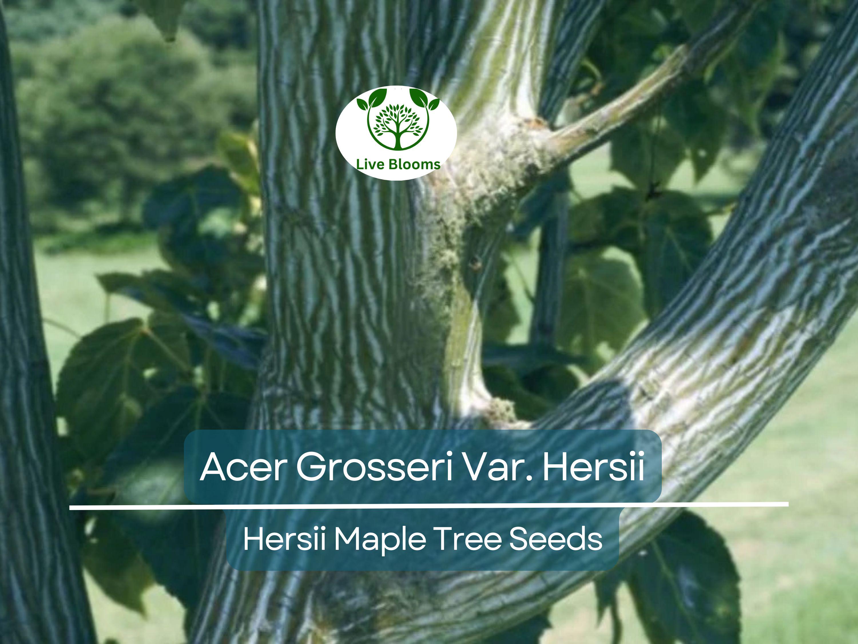 10 Seeds Acer Grosseri Var. Hersii (Hersii Maple) for Planting - Rare Hardy Tree, Ideal for Bonsai, Landscaping, & Gardens - Tree Seeds
