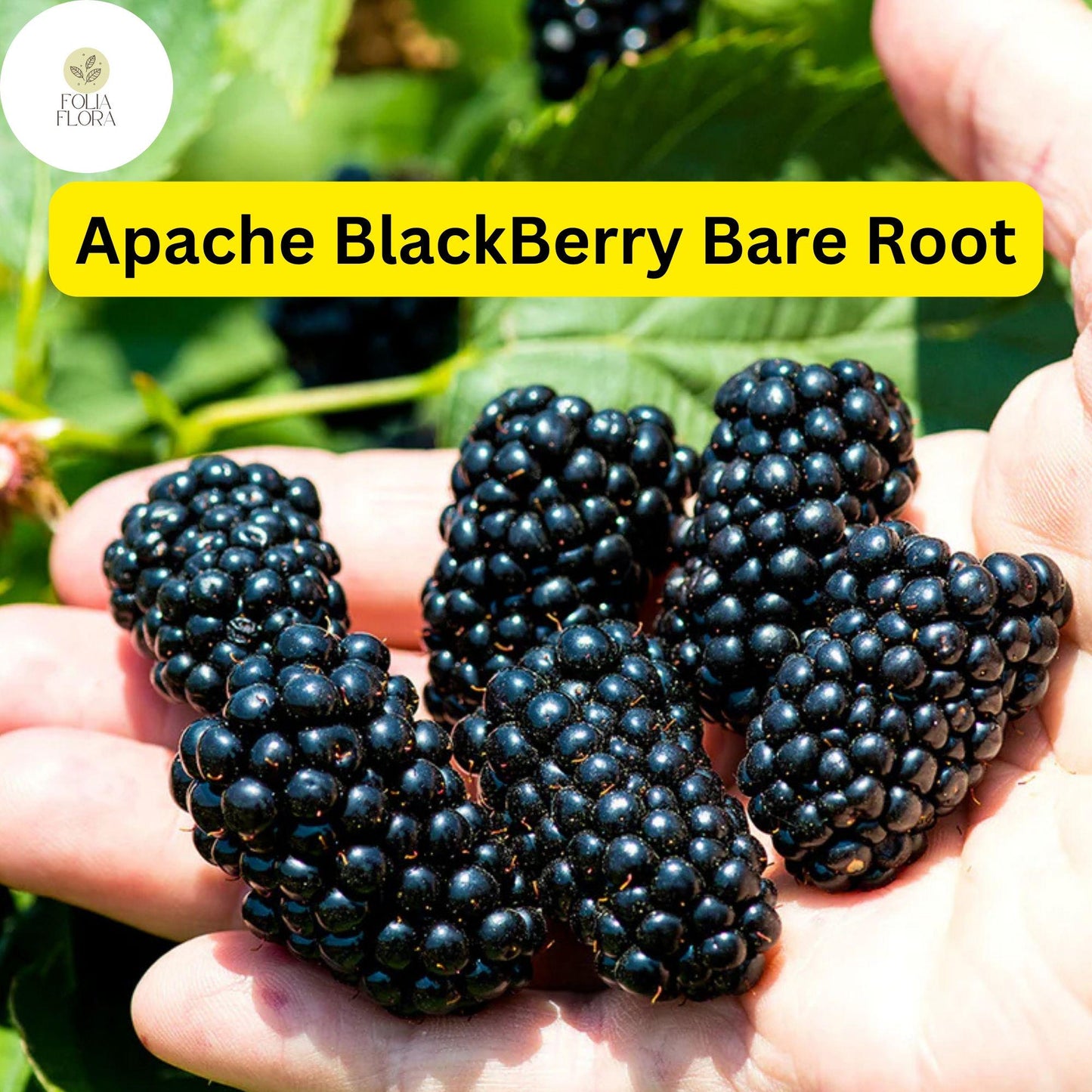 1 Live Bare Root Starter Plant Apache Thornless Blackberry Plant, Rubus, High-Yield Fruit Producer