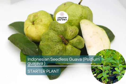 1 Indonesian Seedless Guava Tree (Psidium guajava) 1’-2’ Tall | Sweet & Juicy Seedless Guava Live Fruit Plant