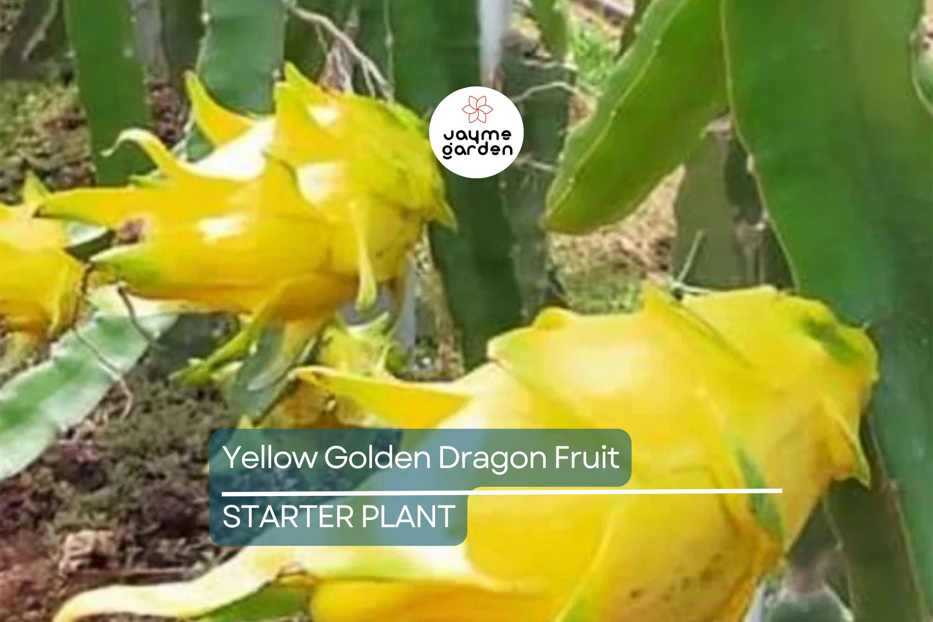 Yellow Golden Dragon Fruit Seedling - 3”-5” Live Plant with Pot - Sweet White Flesh, Ready to Plant
