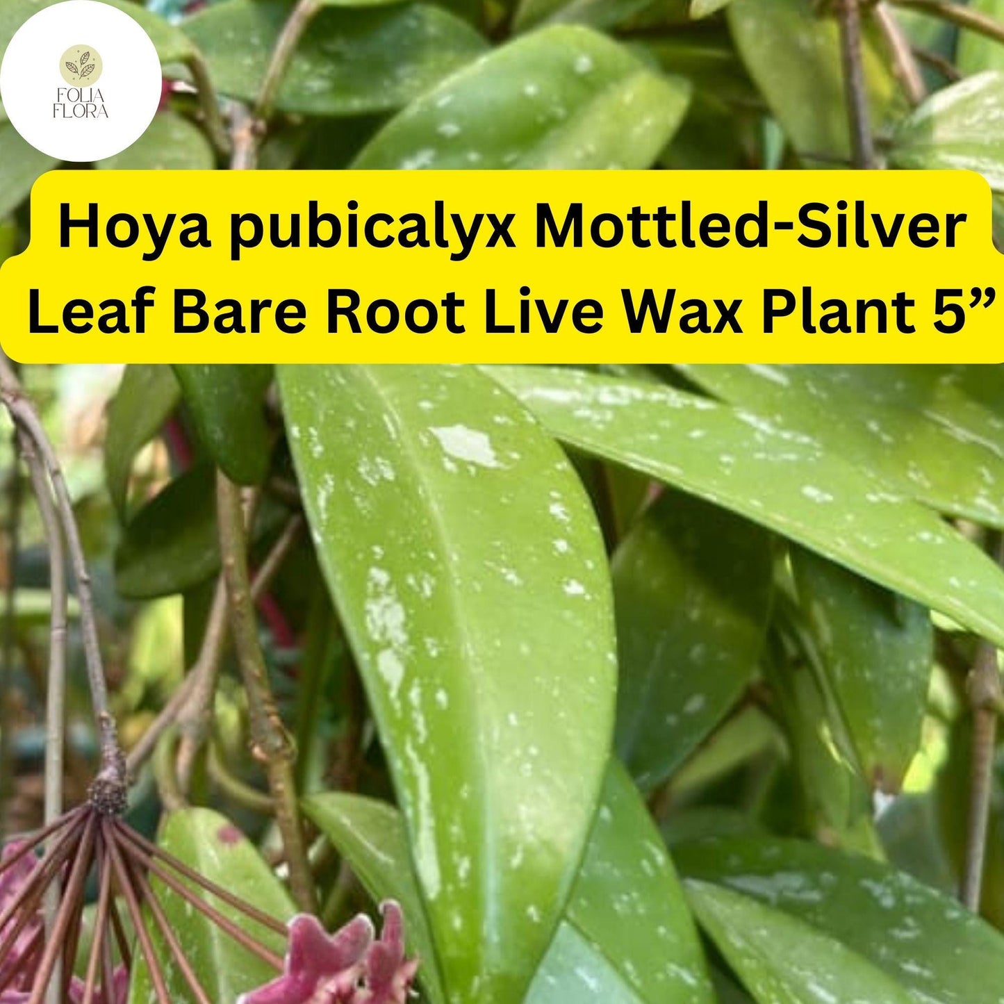 1 Hoya pubicalyx Mottled-Silver Leaf - Bare Root Live Wax Plant 5” - Tropical Vining Houseplant