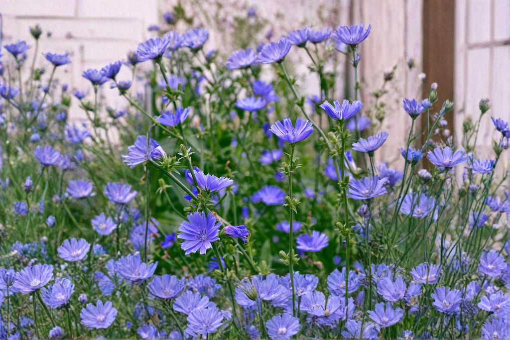 Blue Chicory – Cichorium intybus Seeds | 100 Seeds | Pollinator Friendly | Edible & Hardy Wildflower