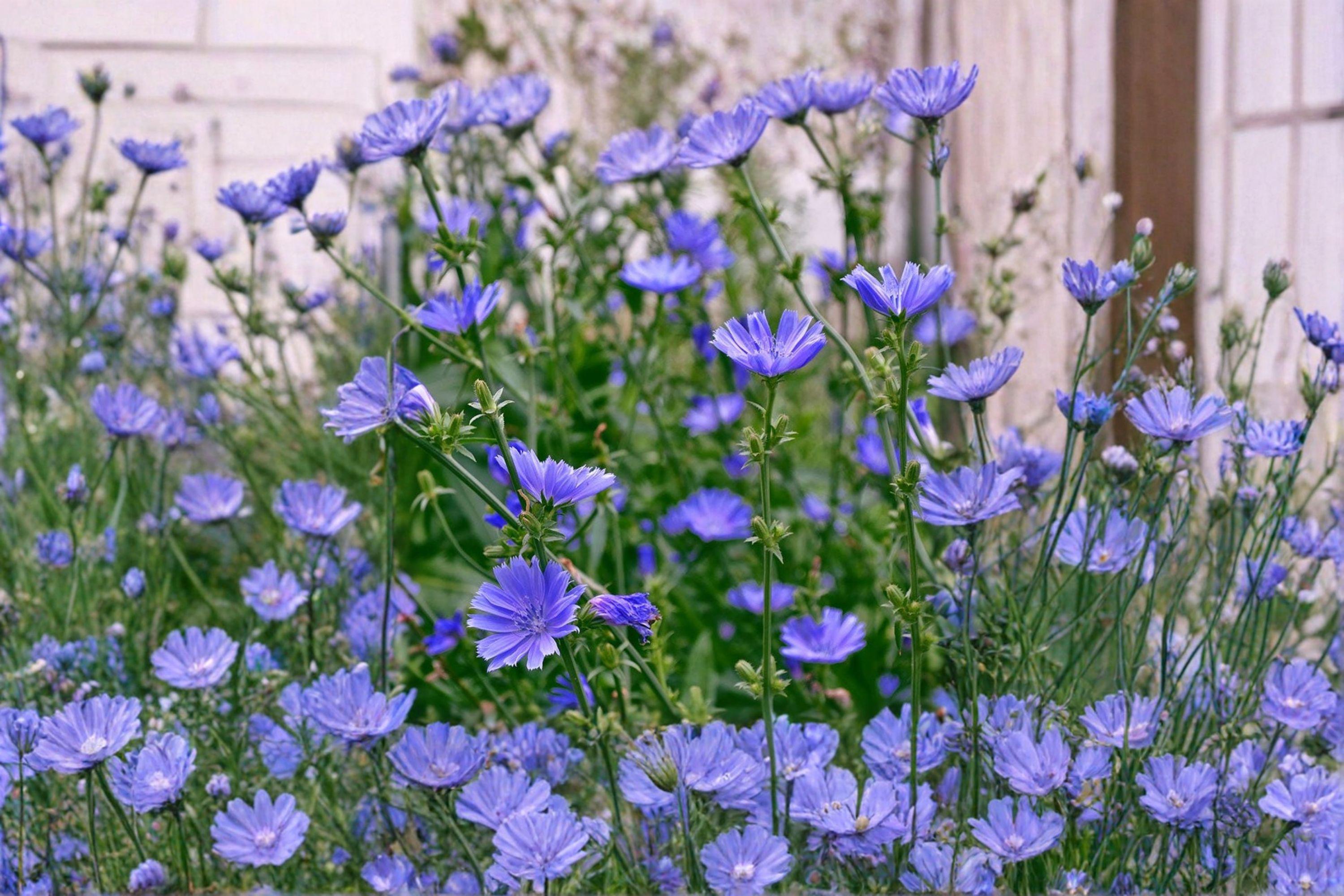 Blue Chicory – Cichorium intybus Seeds | 100 Seeds | Pollinator Friendly | Edible & Hardy Wildflower