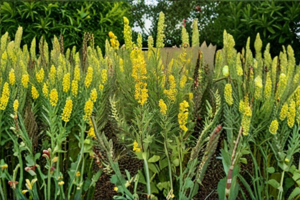 Showy Goldenrod – Solidago speciosa, Native Perennial Wildflower | Brilliant Fall Blooms (100 Seeds)