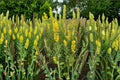 Showy Goldenrod – Solidago speciosa, Native Perennial Wildflower | Brilliant Fall Blooms (100 Seeds)