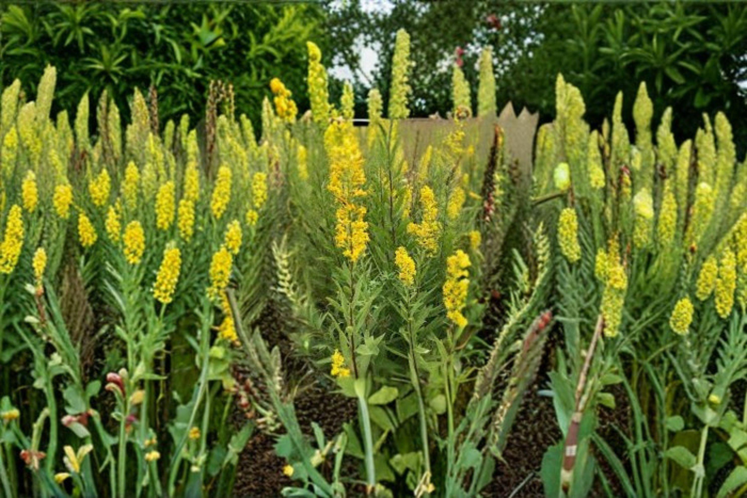 Showy Goldenrod – Solidago speciosa, Native Perennial Wildflower | Brilliant Fall Blooms (100 Seeds)