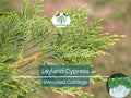 35 Fresh SC Leyland Cypress (x Cupressocyparis leylandii) 6-8" Unrooted Cuttings for Privacy Screen, Fast-Growing Evergreen