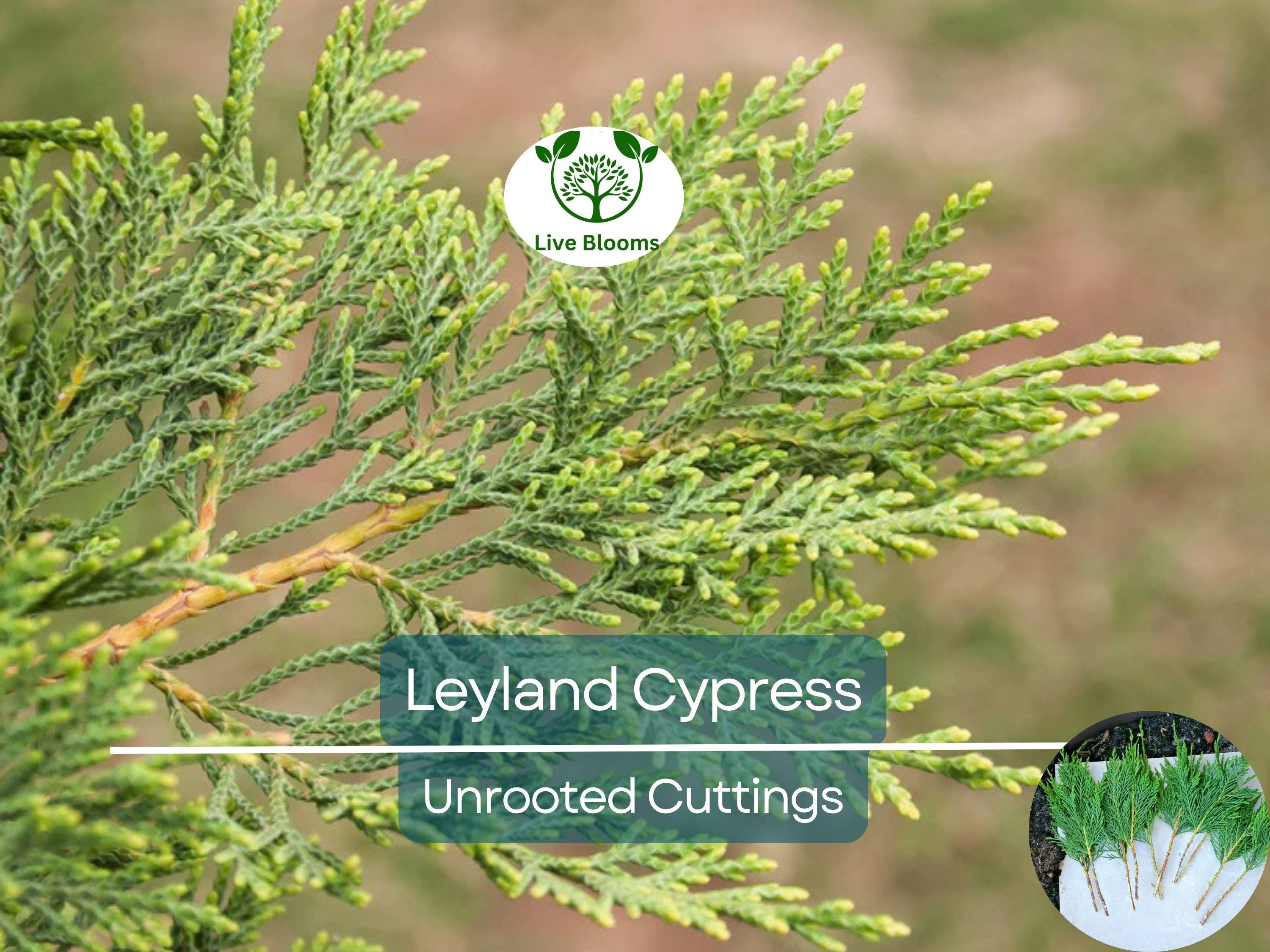 35 Fresh SC Leyland Cypress (x Cupressocyparis leylandii) 6-8" Unrooted Cuttings for Privacy Screen, Fast-Growing Evergreen