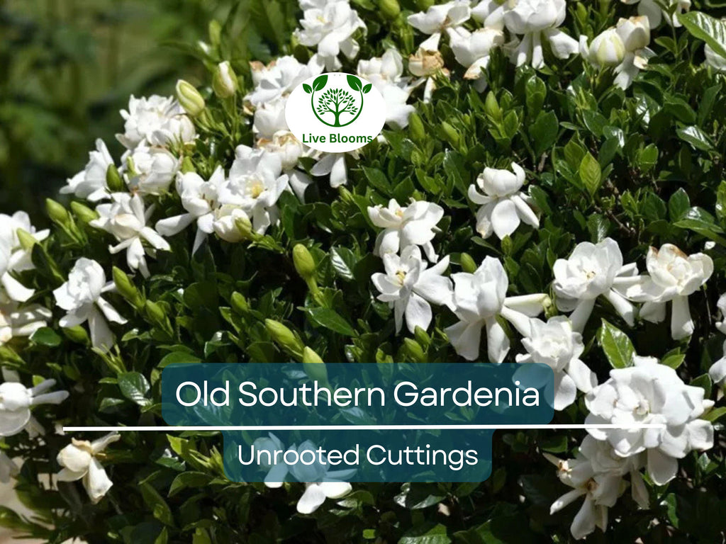 12 Unrooted Cuttings Old Southern Gardenia, 63-Year-Old Plant, Fragrant Flowers, Ideal for Propagation, Grow Your Own Gardenia Plant