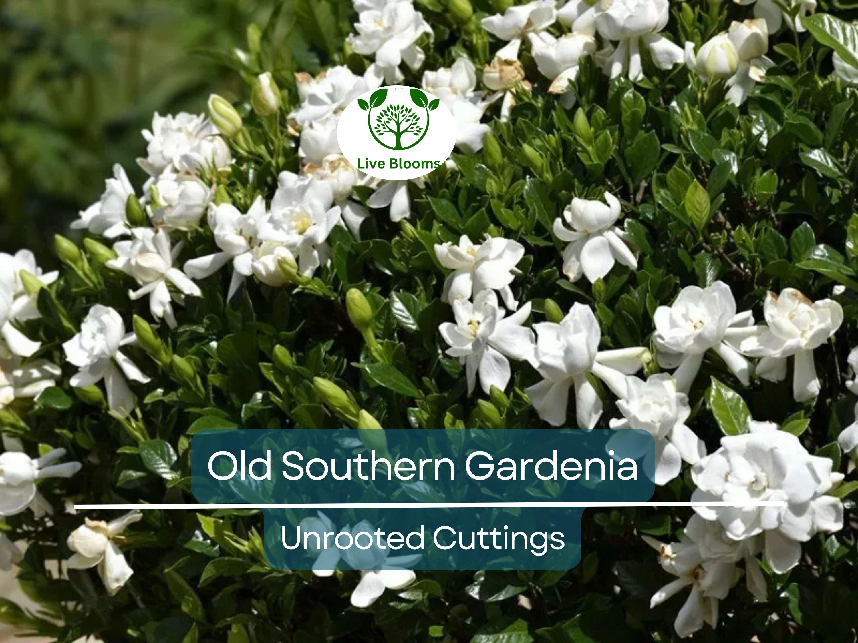 12 Unrooted Cuttings Old Southern Gardenia, 63-Year-Old Plant, Fragrant Flowers, Ideal for Propagation, Grow Your Own Gardenia Plant