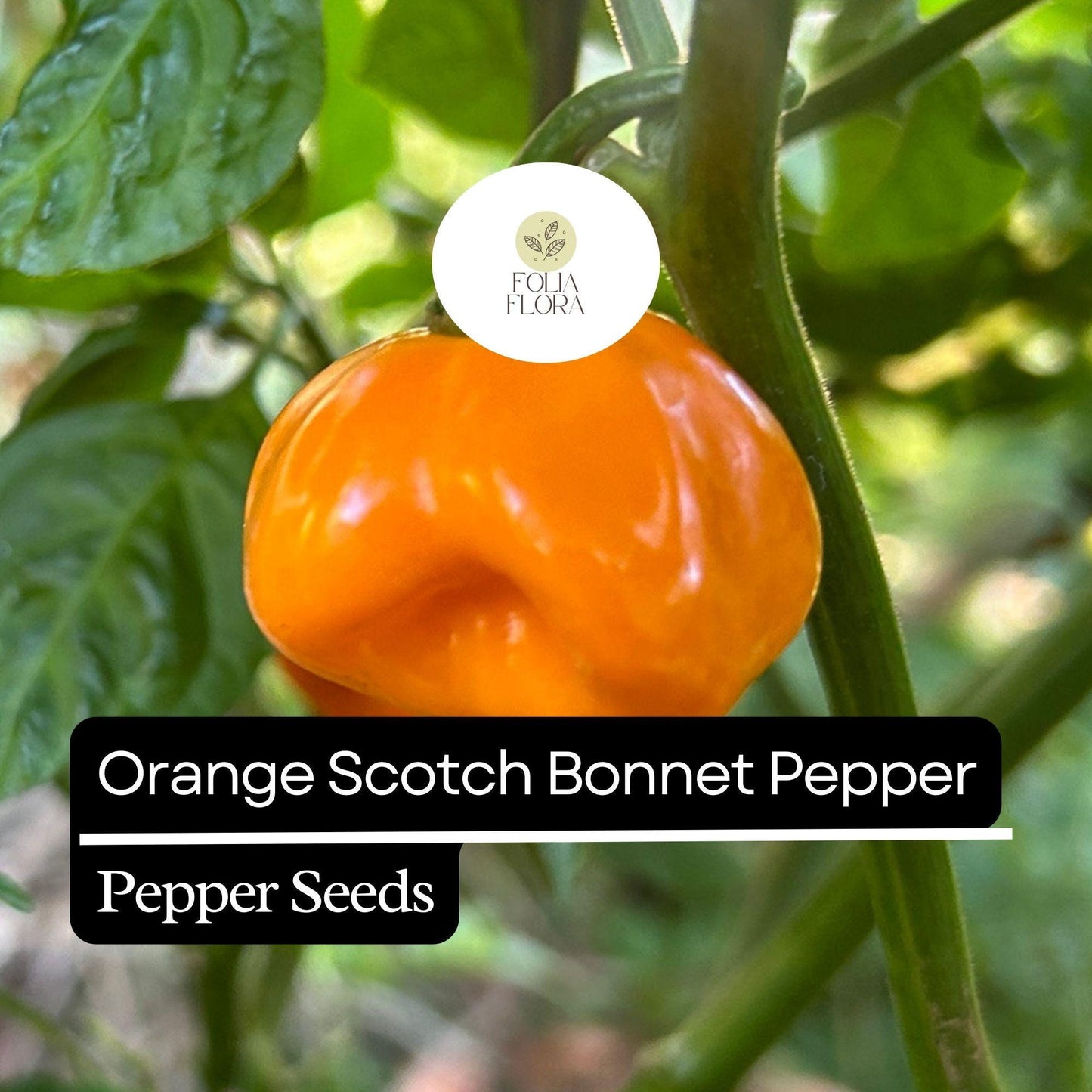 20 Orange Scotch Bonnet Pepper Seeds – Heirloom, Hot & Spicy – Non-GMO, Fresh Seeds