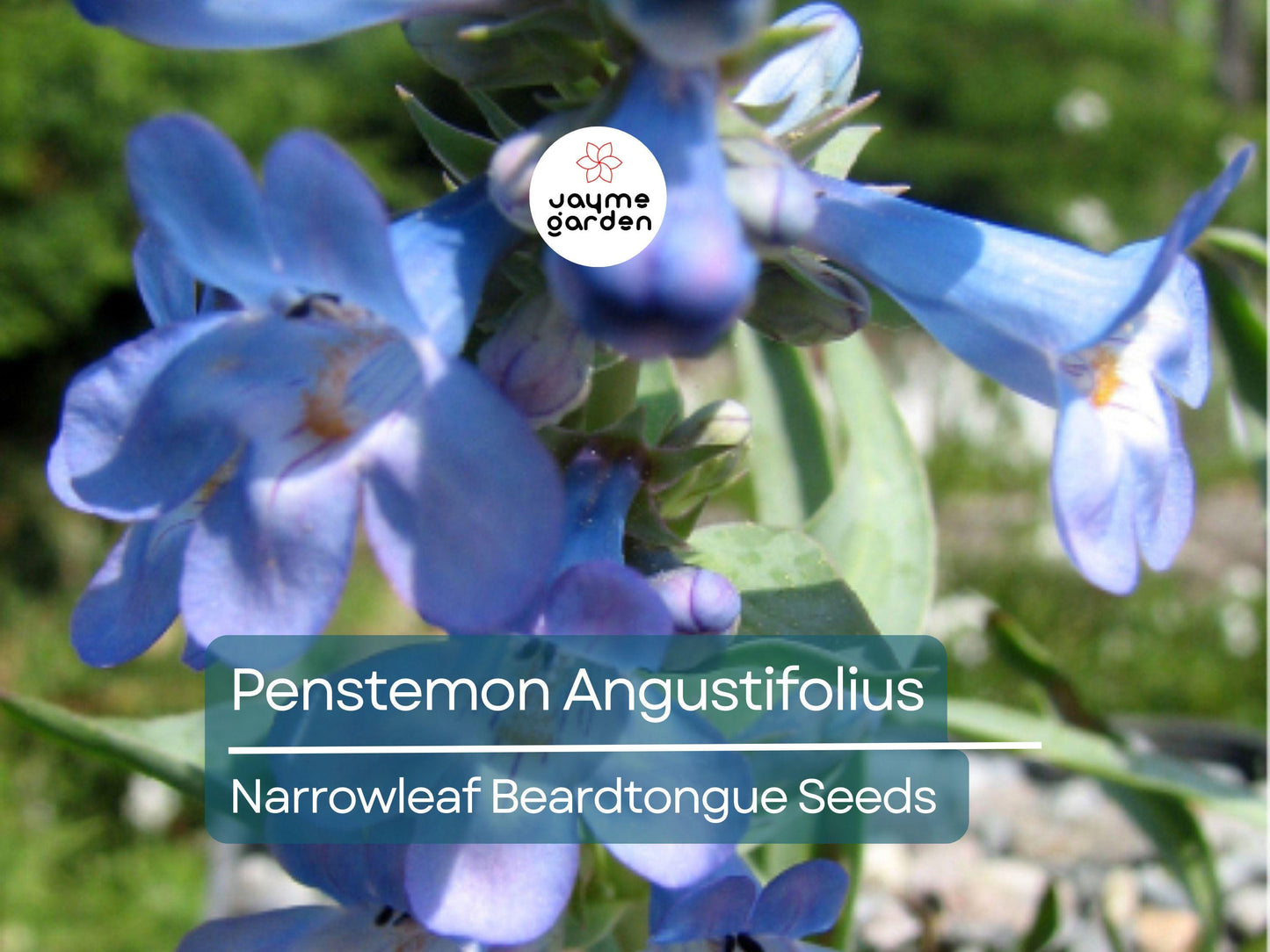 50 Seeds Penstemon Angustifolius | Narrowleaf Beardtongue Seeds for Planting | Native Perennial | Blue Wildflower | Pollinator Friendly
