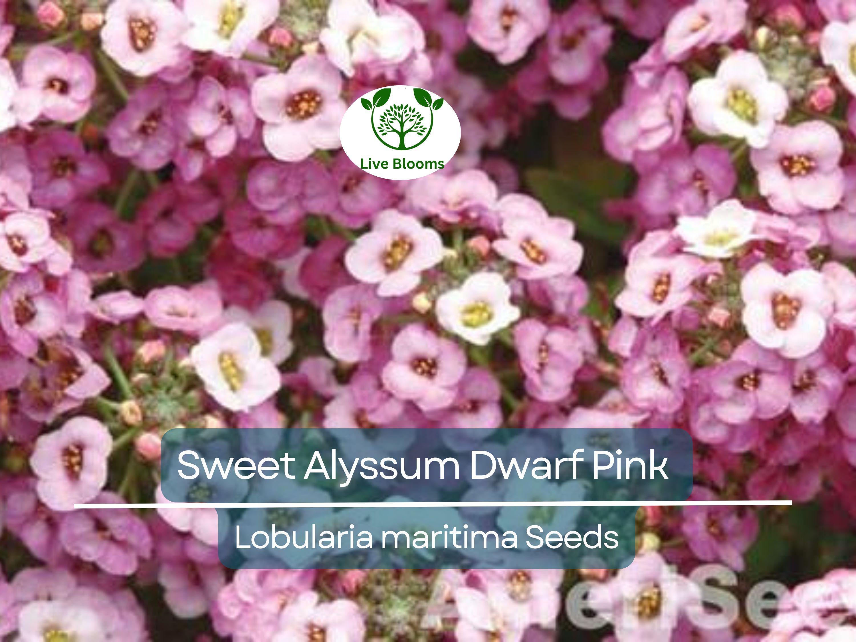 1000 Sweet Alyssum Dwarf Pink Seeds – Lobularia maritima, Fragrant Groundcover, Non-GMO, 4” Blooms, Attracts Butterflies