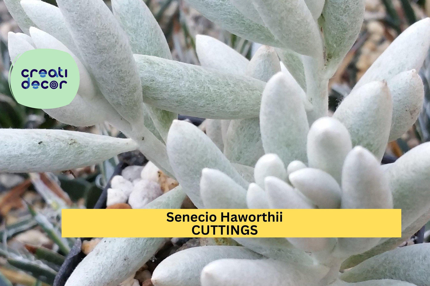 1 Senecio Haworthii Succulent Cutting | 4" Unrooted Cocoon Plant Stem | Fuzzy White Leaves | Rare Snowy Succulent