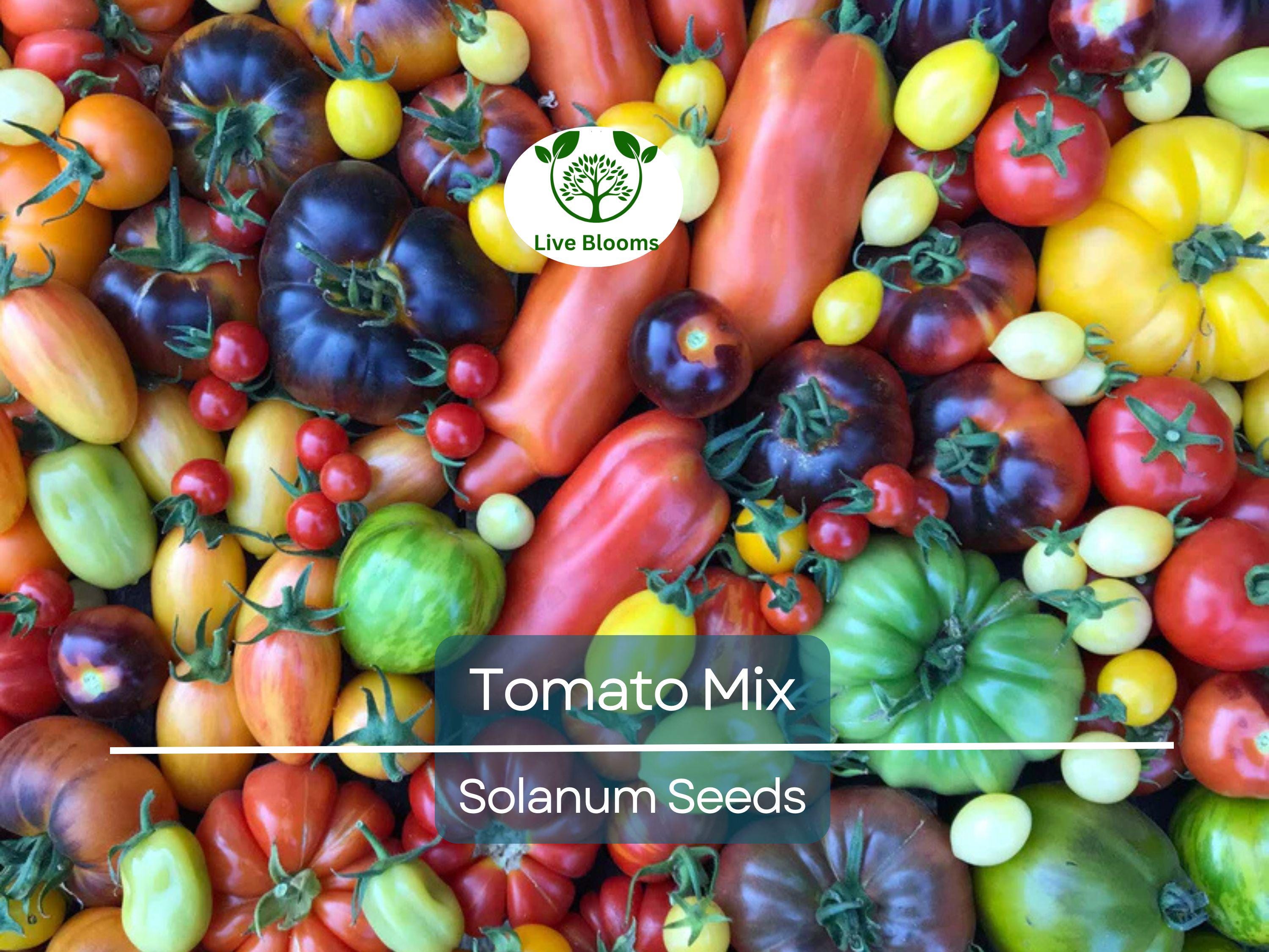 100 Heirloom Tomato Mix Seeds – Colorful Open-Pollinated Varieties | Lycopersicon esculentum | Non-GMO | Bright & Flavorful
