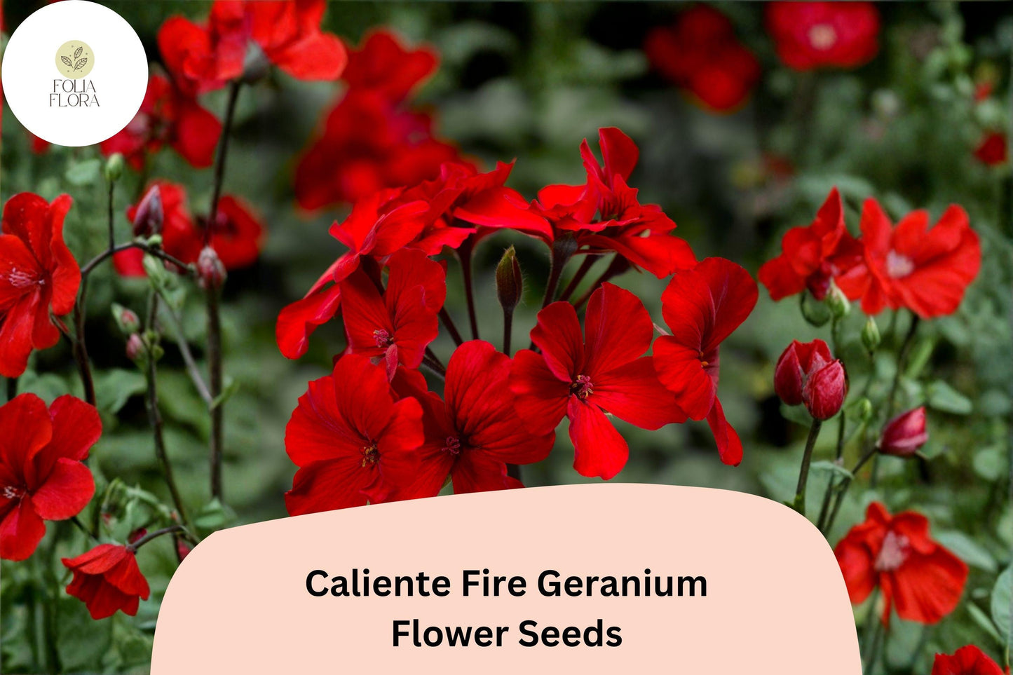 25+ Caliente Fire Geranium Seeds | Bright Red-Orange Zonal Ivy Hybrid | Garden & Hanging Basket Flower