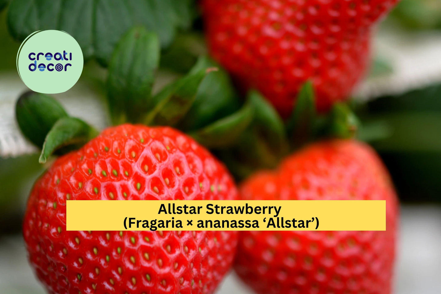Allstar Strawberry Bare Root Plants – Set of 5 – Fragaria × ananassa ‘Allstar’ – Mid-Season June-Bearing Fruit Variety