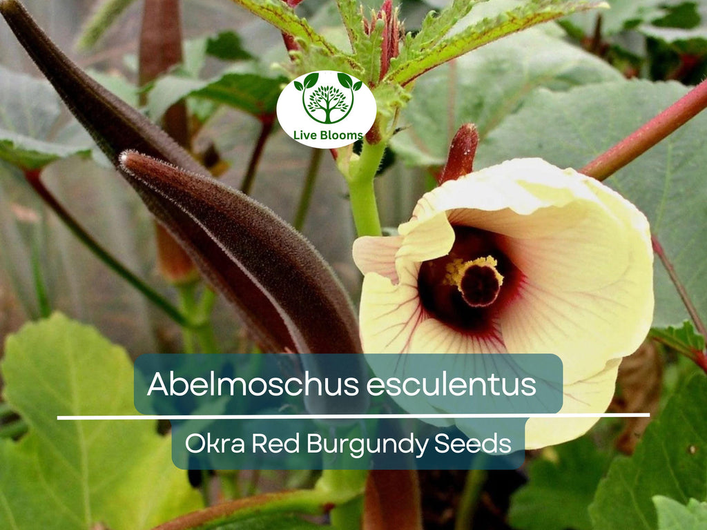 15 Seeds Okra Red Burgundy for Planting (Abelmoschus esculentus) - Vibrant, Red Okra for Home Gardens, Unique, Heat-Tolerant, High Yield