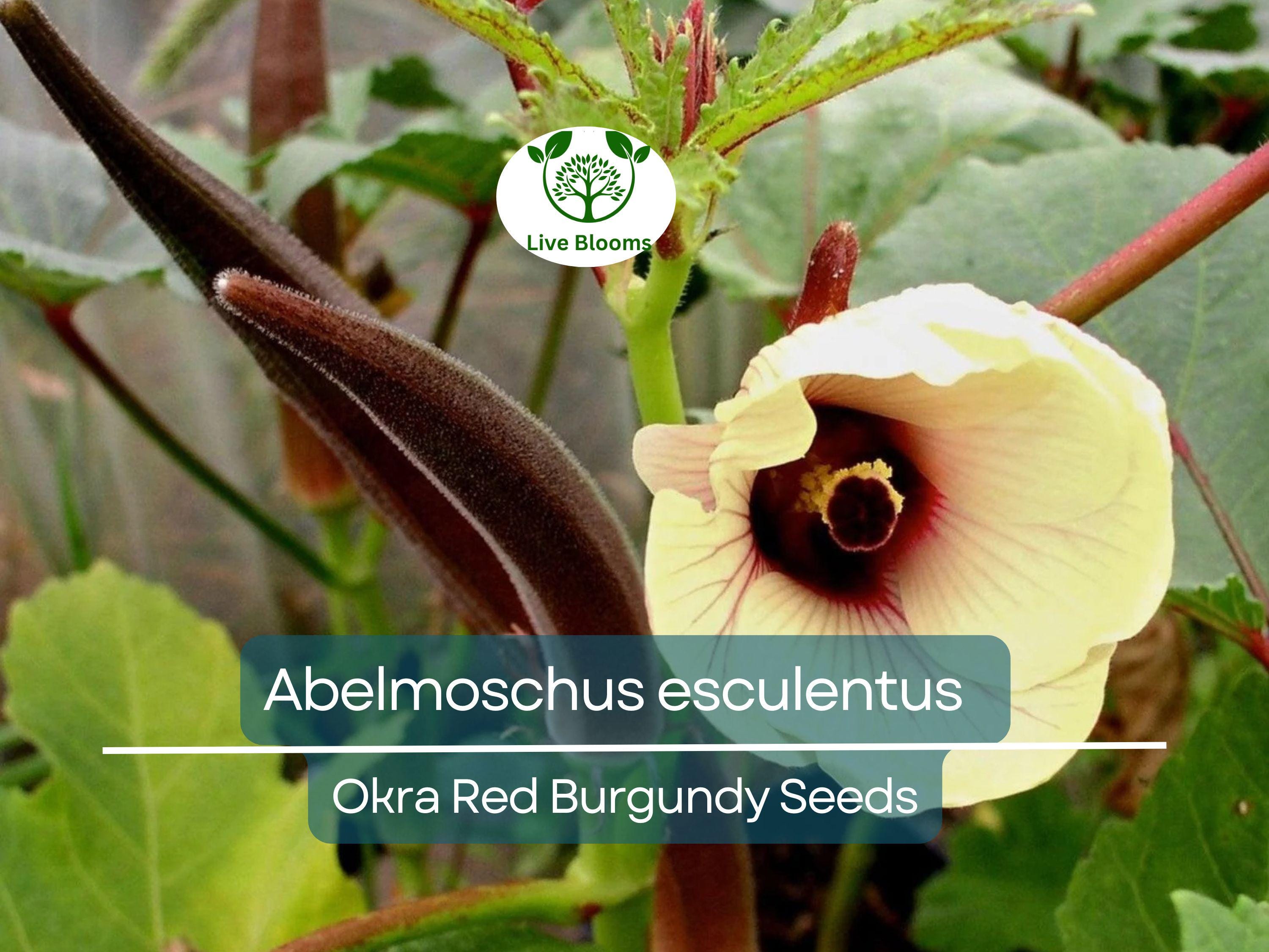 15 Seeds Okra Red Burgundy for Planting (Abelmoschus esculentus) - Vibrant, Red Okra for Home Gardens, Unique, Heat-Tolerant, High Yield