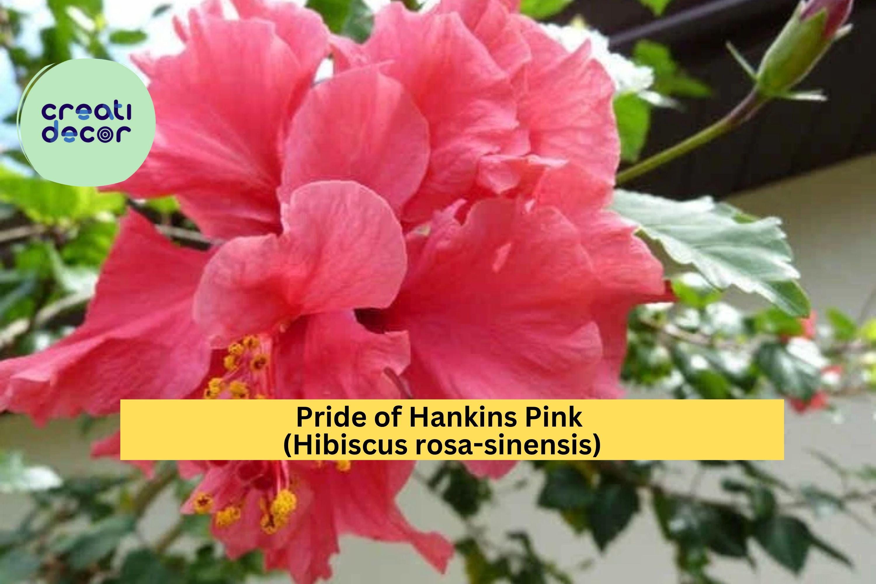 Pride of Hankins Pink Hibiscus – Live Hibiscus rosa-sinensis Rooted Starter Plant, Tropical Triple Red-Pink Blooms, Garden or Patio Flower
