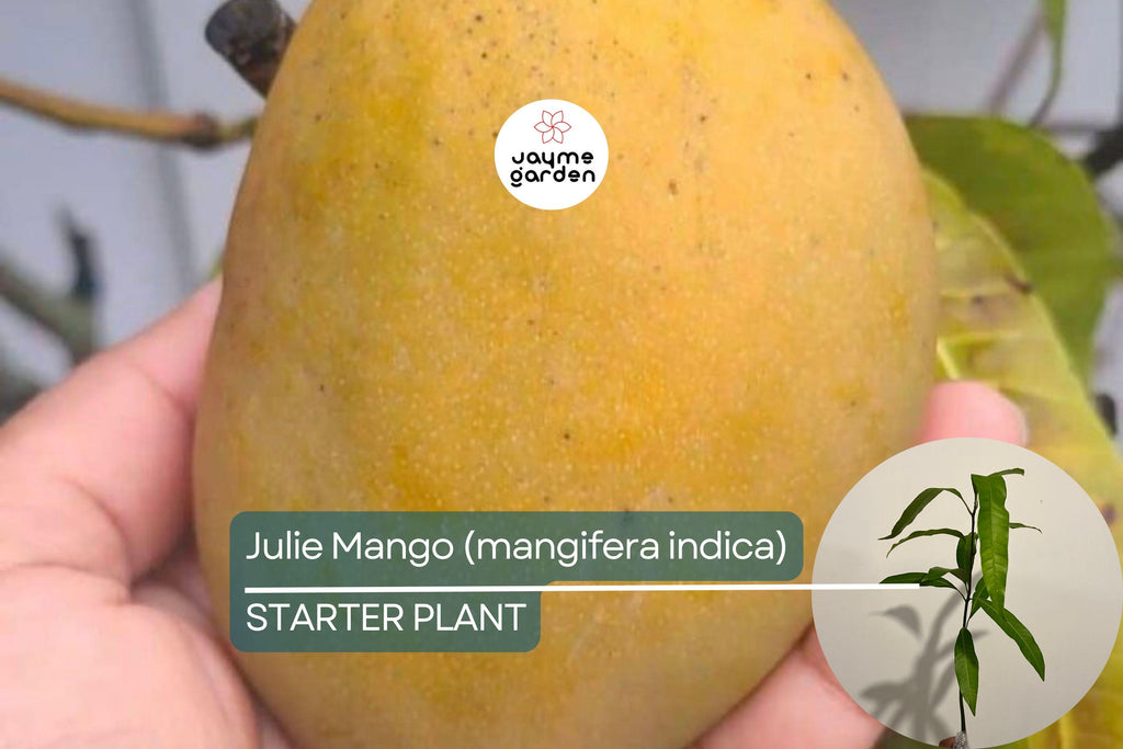 Julie Mango (Mangifera indica) Live Tree Seedling 1’-2’ | Tropical Fruit for Small Spaces | Sweet, Aromatic Mangoes