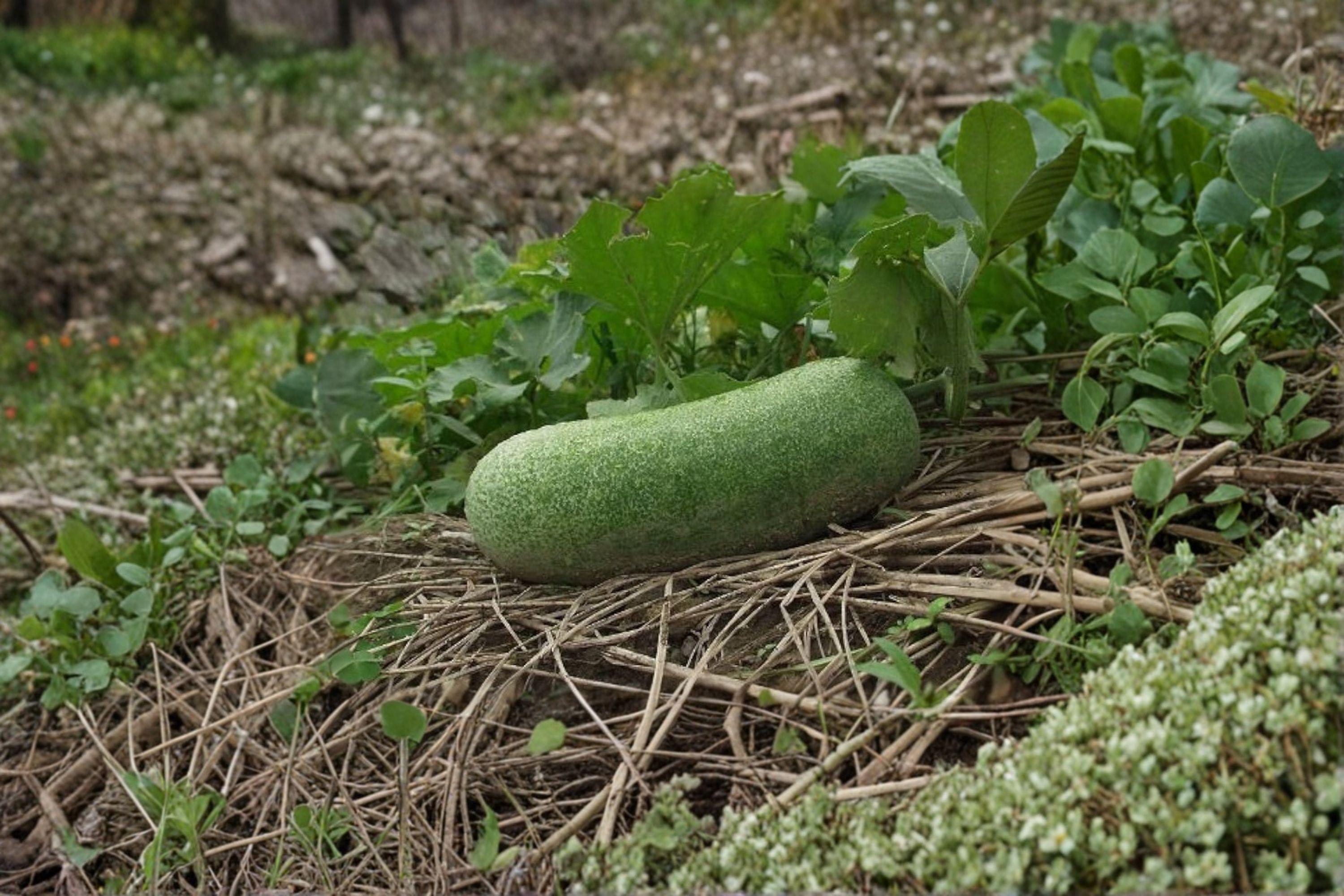 Wax Gourd – Winter Melon 10 Seeds | Asian Storage Vegetable | Large Fruits | Long-Keeping Winter Squash