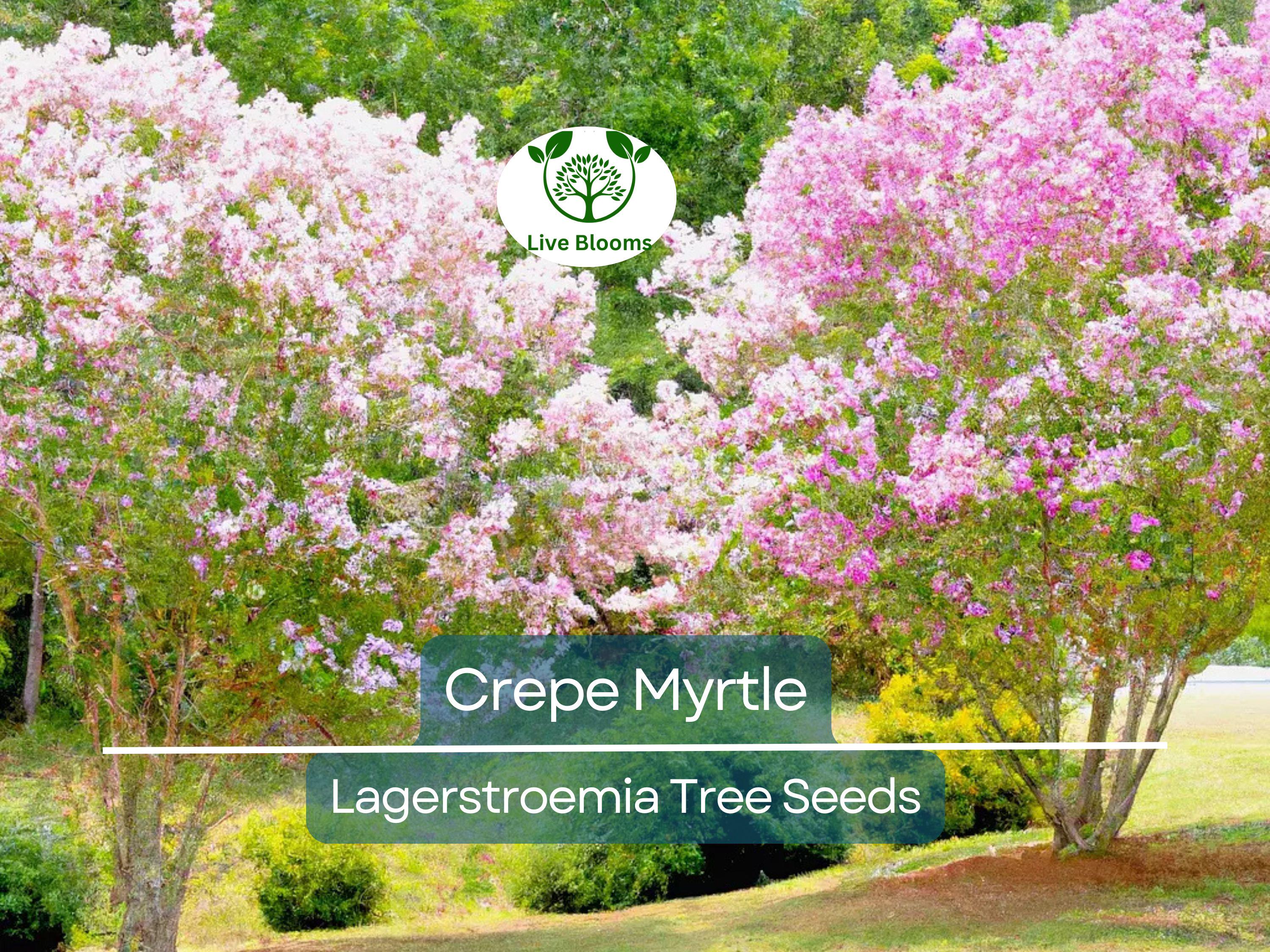 100 Crepe Myrtle Flower Tree Seeds - 6 Bright Colors (Lagerstroemia), Hardy Ornamental Tree, Beautiful Summer Blooms, Colorful Landscape