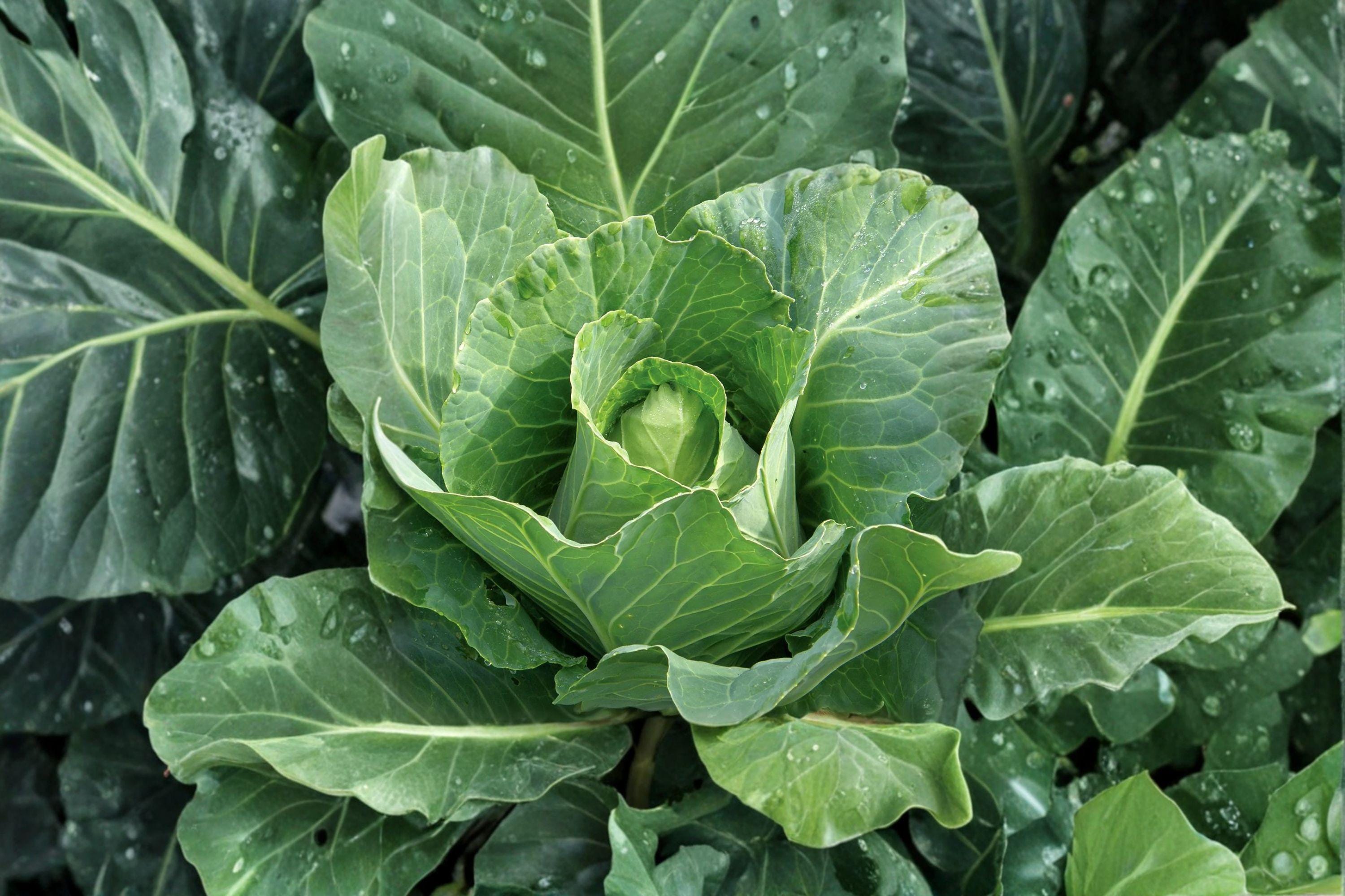 Cabbage – Early Jersey Wakefield 250 Seeds | Heirloom Pointed Cabbage | Very Early | Sweet & Tender Leaves