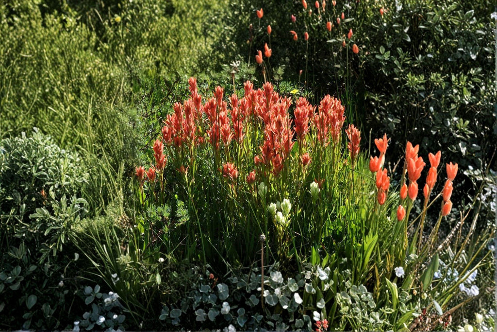 Castilleja linariifolia Narrow-leaved Desert Paintbrush – 300 Seeds | Native Desert & Mountain Wildflower | Hummingbird Magnet
