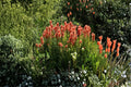 Castilleja linariifolia Narrow-leaved Desert Paintbrush – 300 Seeds | Native Desert & Mountain Wildflower | Hummingbird Magnet