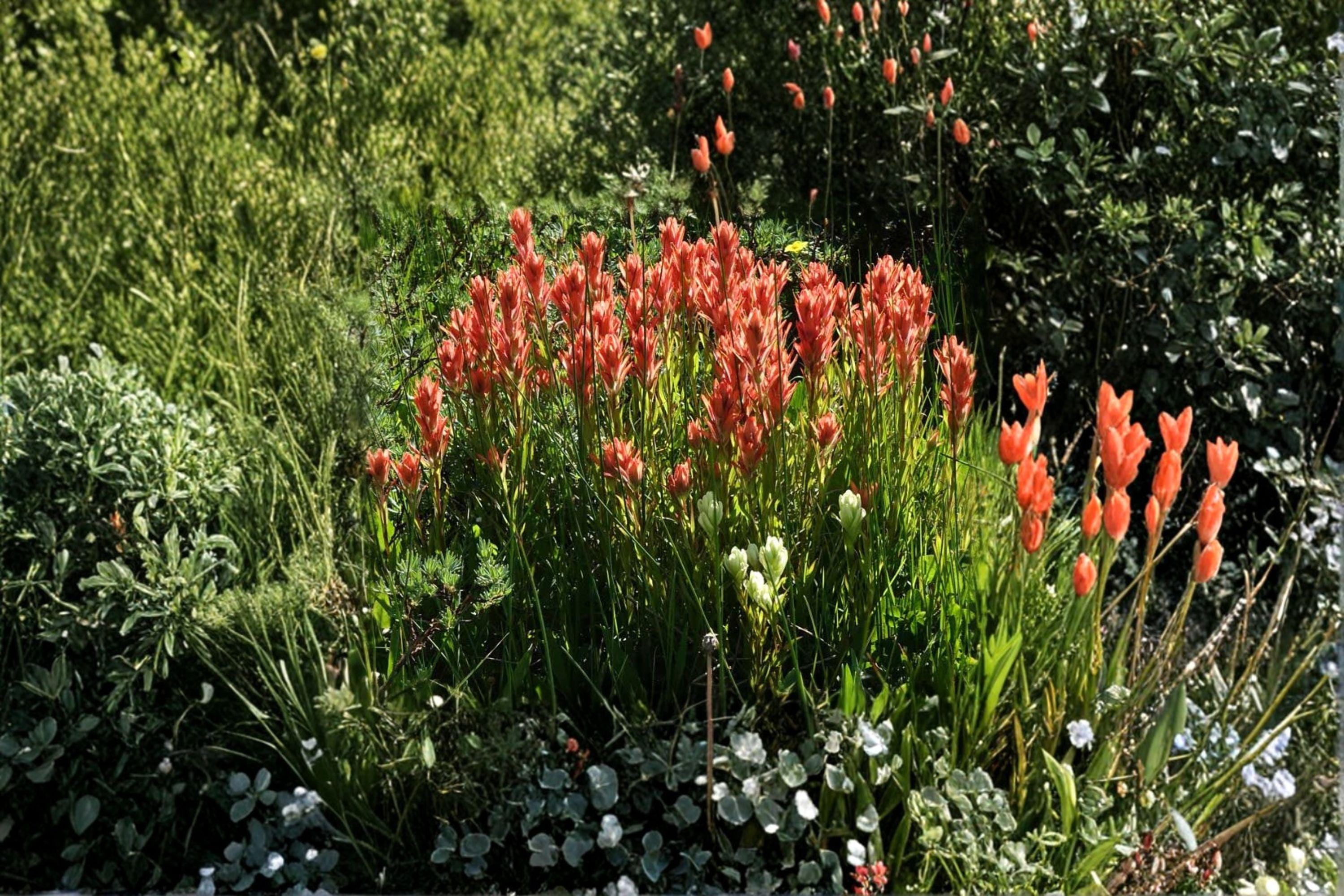 Castilleja linariifolia Narrow-leaved Desert Paintbrush – 300 Seeds | Native Desert & Mountain Wildflower | Hummingbird Magnet
