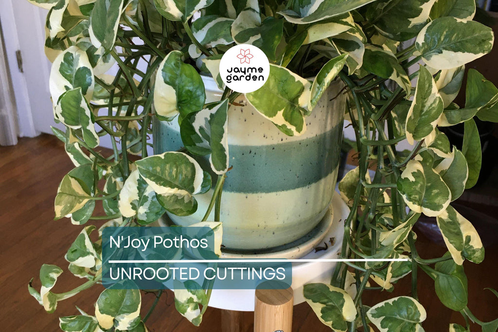 N'Joy Pothos Unrooted Cuttings – 3 Live Variegated Houseplant Cuttings for Indoor or Outdoor Growth