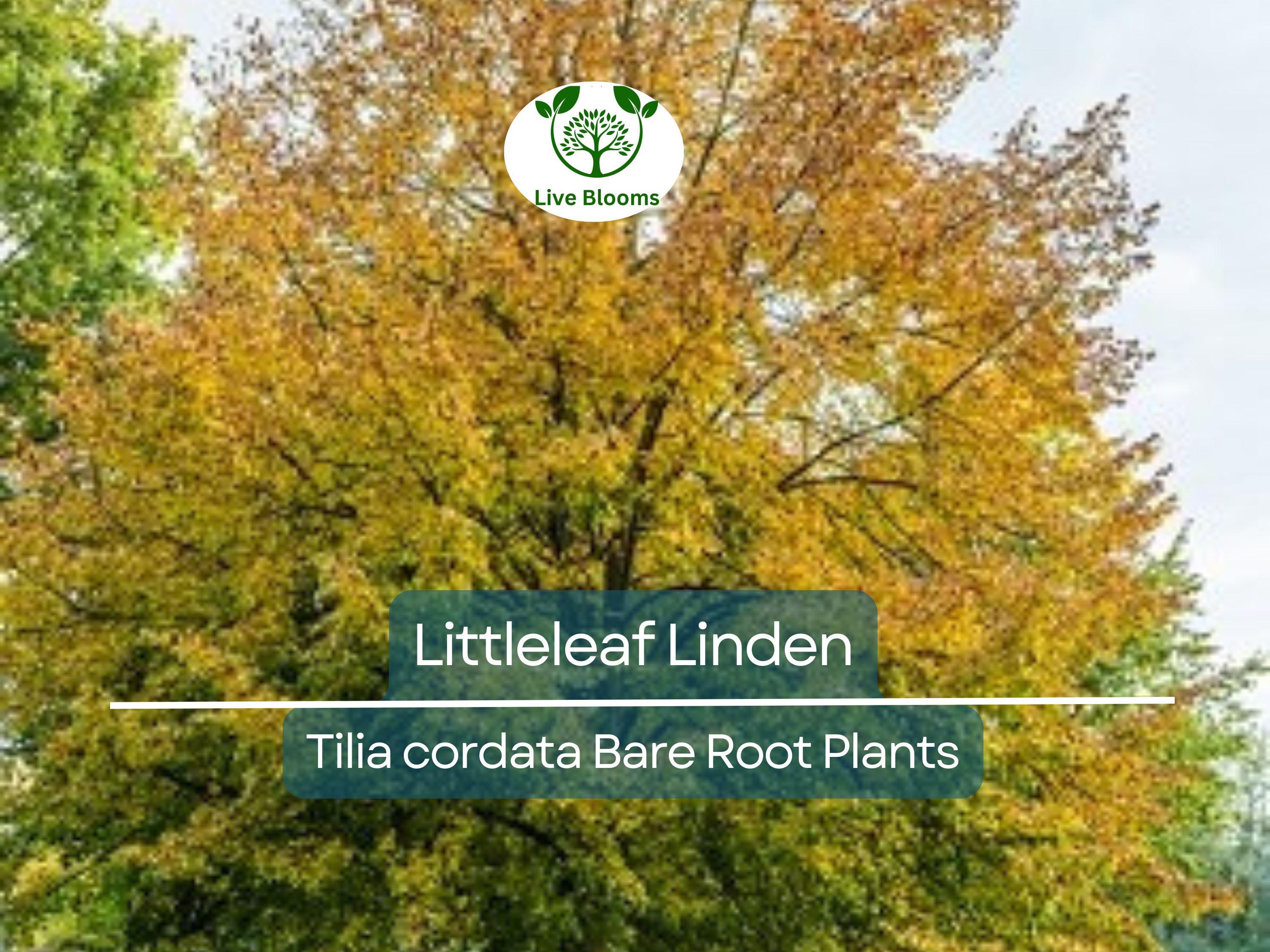 1 Littleleaf Linden Tree – Live Bare Root Plant – Tilia cordata – Shade Tree with Fragrant Blooms – Pollinator-Friendly