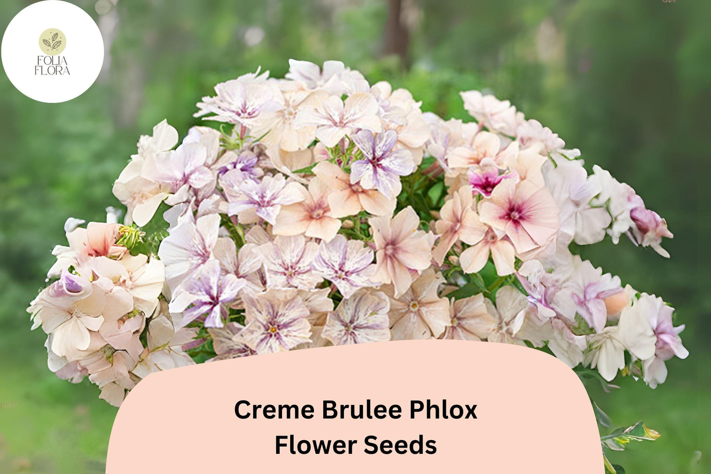 100+ Crème Brulee Phlox Seeds for Garden Planting | Phlox drummondii | Annual Flower Seeds | Creamy Yellow Blooms