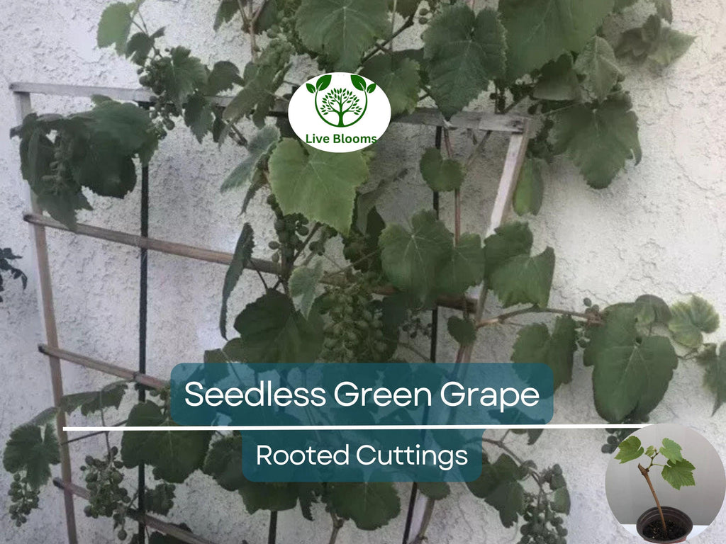 1 Green Rooted Grapes Cutting 8" Vine, Sweet Seedless Live Plant for Vineyard or Garden, Vitis vinifera, Fruit Propagation, Easy Growing