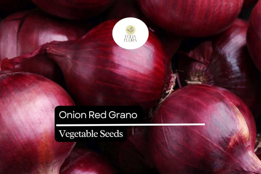 200 Seeds Red Grano Onion, Allium Cepa, Sweet Red Bulb Onion for Gardens