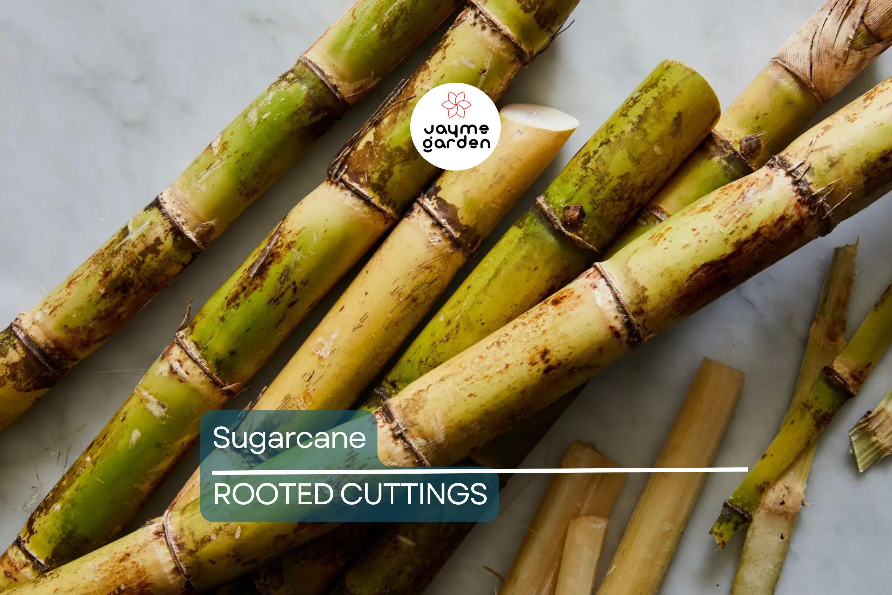 5 Rooted Sugarcane Cuttings – Sweet & Juicy – Tropical Live Plant – Ready to Plant – Fast Growing – Fresh Organic Stalks