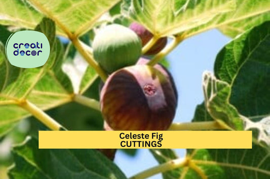 Celeste Fig Tree Cuttings (2) + Natural Willow Water | Sweet Ficus Carica Variety | Easy to Root | Organic Propagation Starter